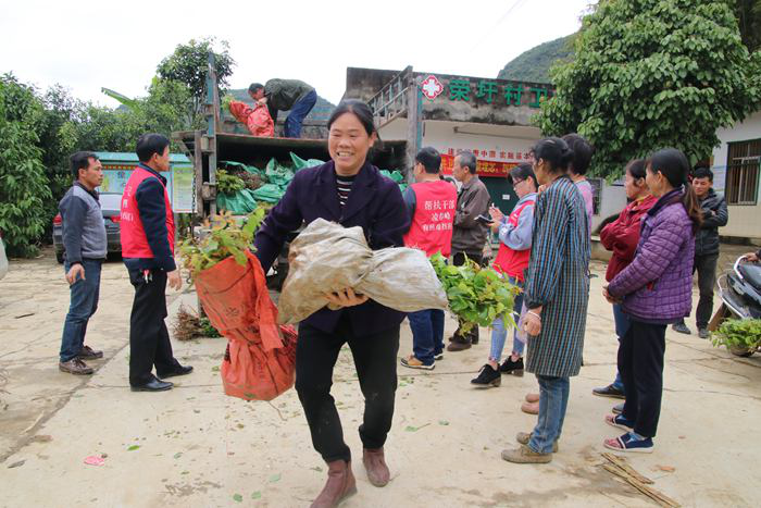 崇左大新：打造“青梅之鄉”助農增收