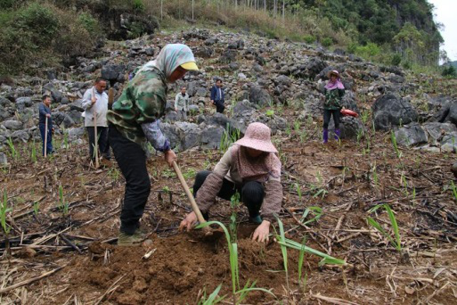 崇左大新：打造“青梅之鄉”助農增收