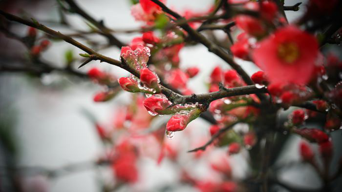 百色淩雲：茶香花艷滿山坡