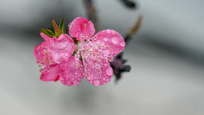 百色淩雲：茶香花艷滿山坡