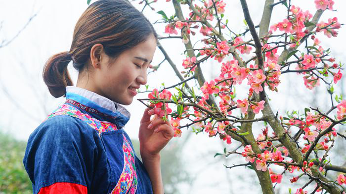 百色淩雲：茶香花艷滿山坡