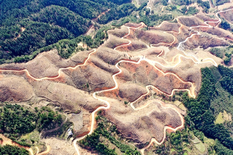 【農業在“奔跑”】廣西各少數民族自治縣不負春光 爭分奪秒復耕復産