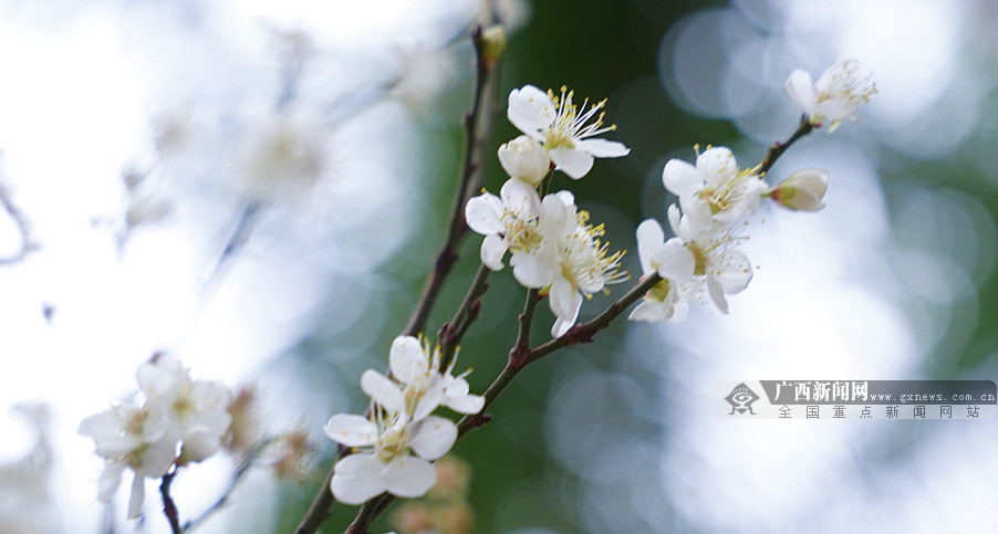 高清：南寧這個地方梅花競放 隨手一拍都是大片