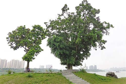 步道為古樹讓路 濕地成鳥類樂園