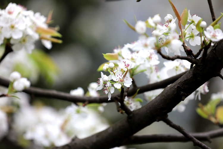 廣西三江：百里侗鄉梨花綻放美如畫（組圖）