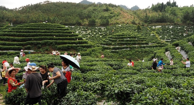 河池南丹舉辦茶文化旅遊節 千人體驗茶鄉風情