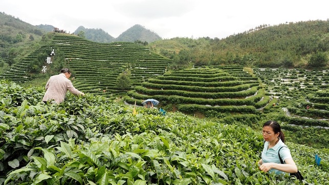 河池南丹舉辦茶文化旅遊節 千人體驗茶鄉風情