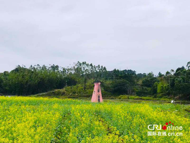 防城港東興：油菜花帶動鄉村旅遊熱 村民年人均純收入達6000元