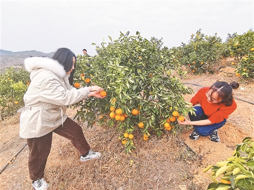 廣西鹿寨喜收“黃金果”