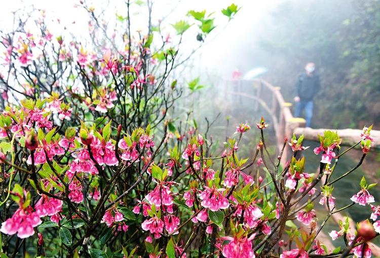 南寧燈籠花開大明山 旅遊踏青不扎堆