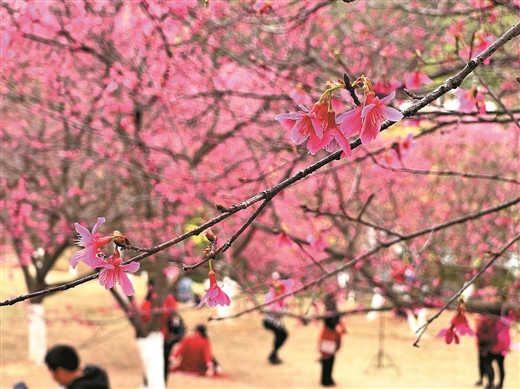 廣西：萬花叢中品年味 賞花攻略請收好