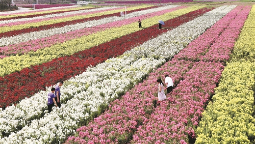 柳州：花海探春