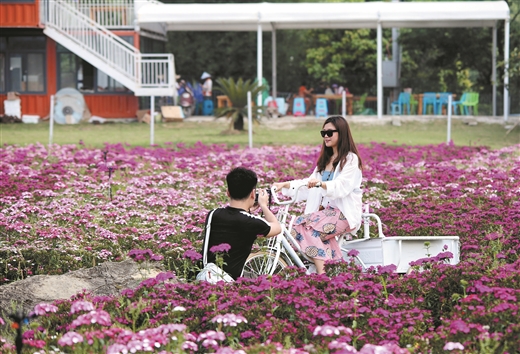 柳州：花海探春