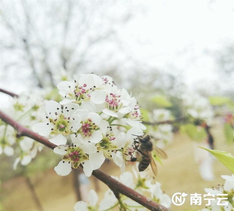 “邕”抱幸福年 青秀山迎春花展等你來打卡