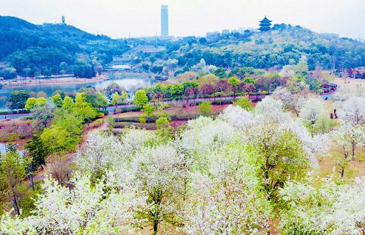 繁花美似錦 春色正迷人