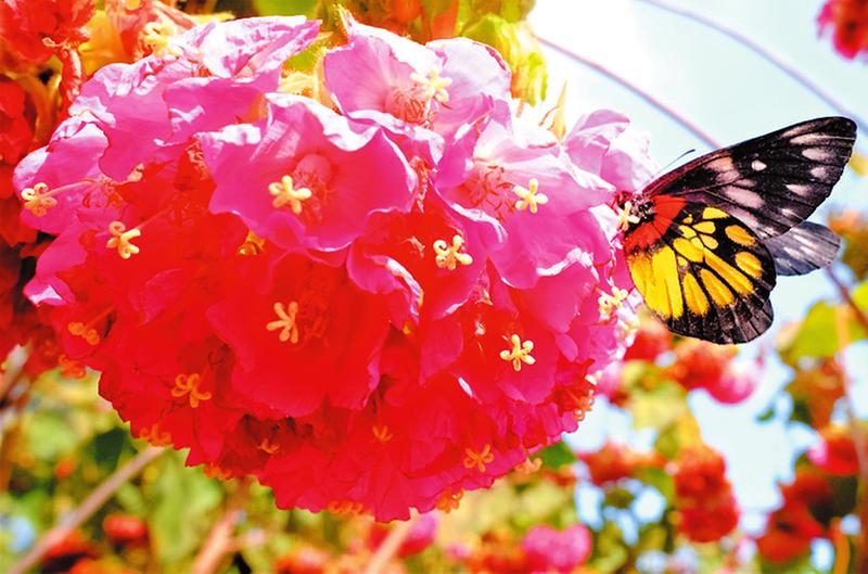 繁花美似錦 春色正迷人