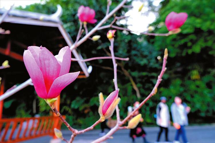 繁花美似錦 春色正迷人