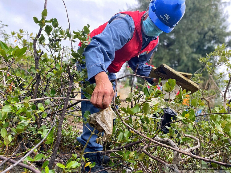 碧海紅樹白鷺飛－－記南方電網紅樹林白鷺保護隊9年守護廣西北部灣生態環境