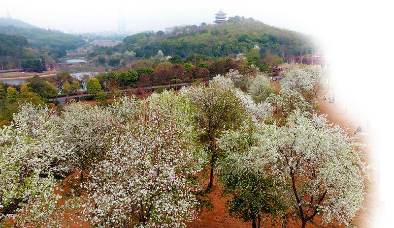 著漢服賞茶花 學作版畫喜迎春 廣西各地籌劃多彩“新春套餐” 讓你在家門口感受“詩和遠方”