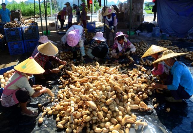 賀州平桂區：打造三大基地助力脫貧攻堅  實現鄉村振興