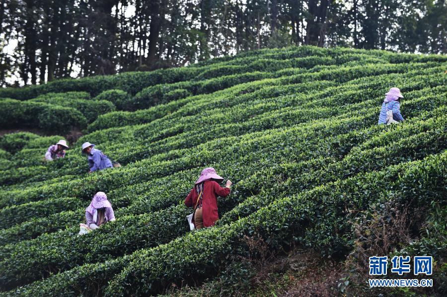 賀州市昭平縣：茶山春意