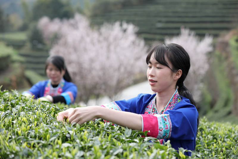 廣西侗鄉搶採早春茶（組圖）