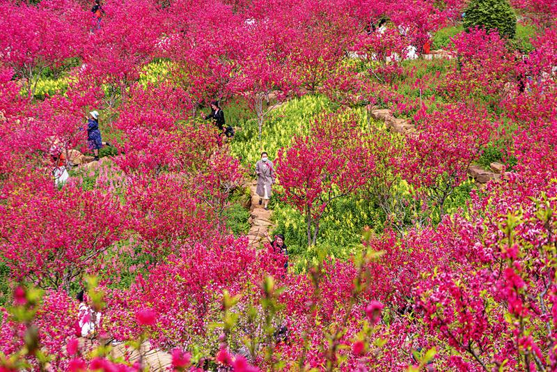 南寧：滿城春色關不住 一路繁花皆勝景