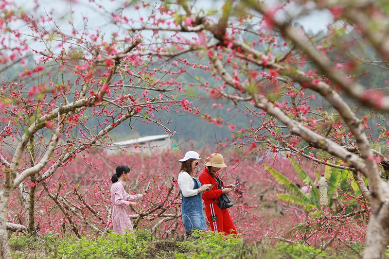 南寧武鳴區：春花燦爛迷人眼