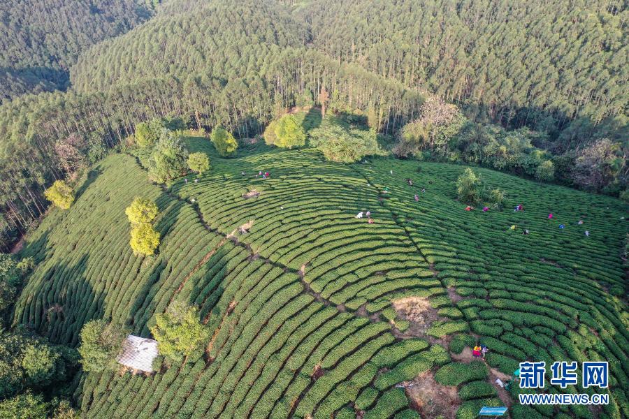 賀州市昭平縣：茶山春意