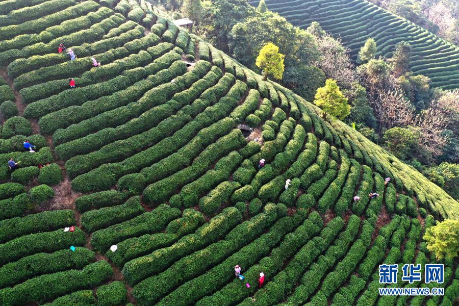 賀州市昭平縣：茶山春意