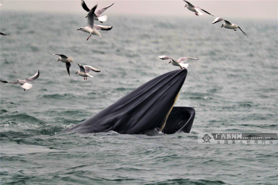 潿洲島海域發現18頭布氏鯨 海域食物鏈較健全