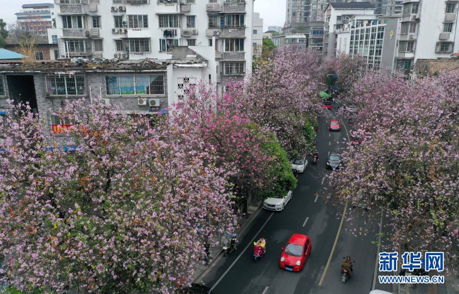 廣西柳州：紫荊花開滿城春