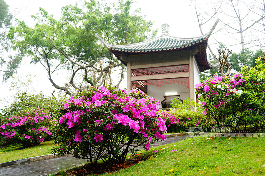 滿園杜鵑醉春風 柳州柳侯公園迎來杜鵑花盛花期