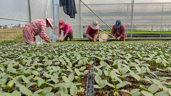 大灣區“菜籃子”第一批蔬菜4月可發往香港