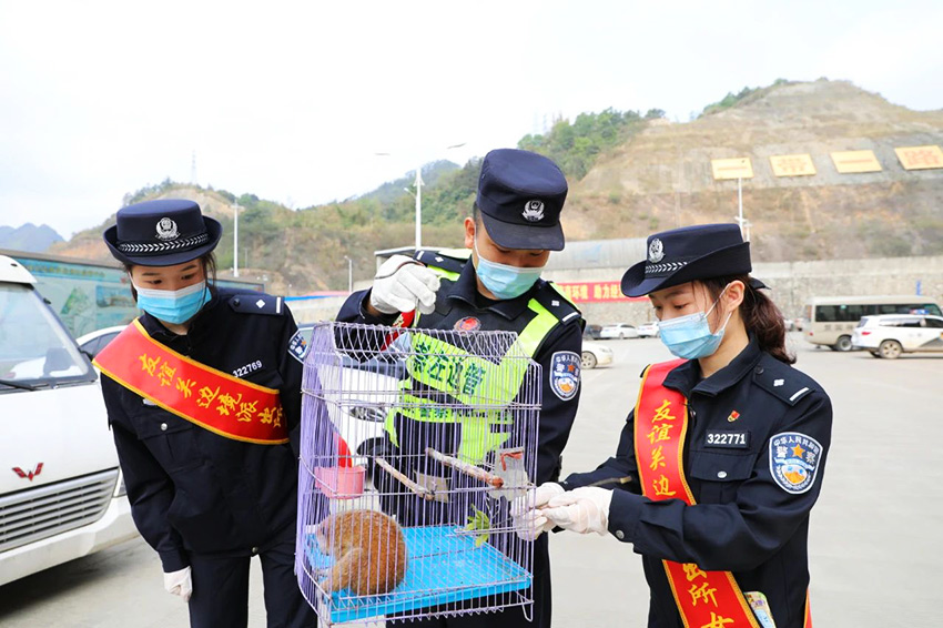 第三隻！友誼關邊境派出所又成功救助國寶蜂猴