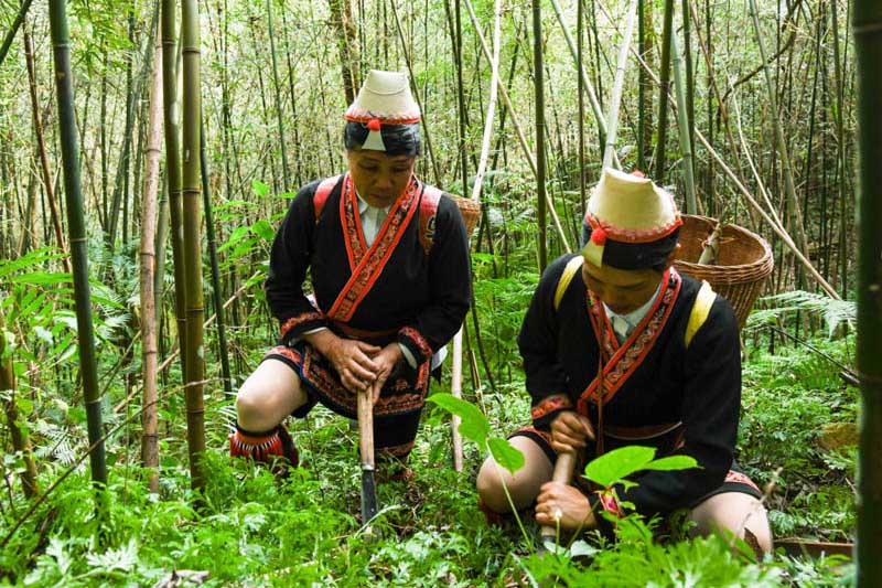 廣西金秀：舌尖上的瑤家竹筍釀