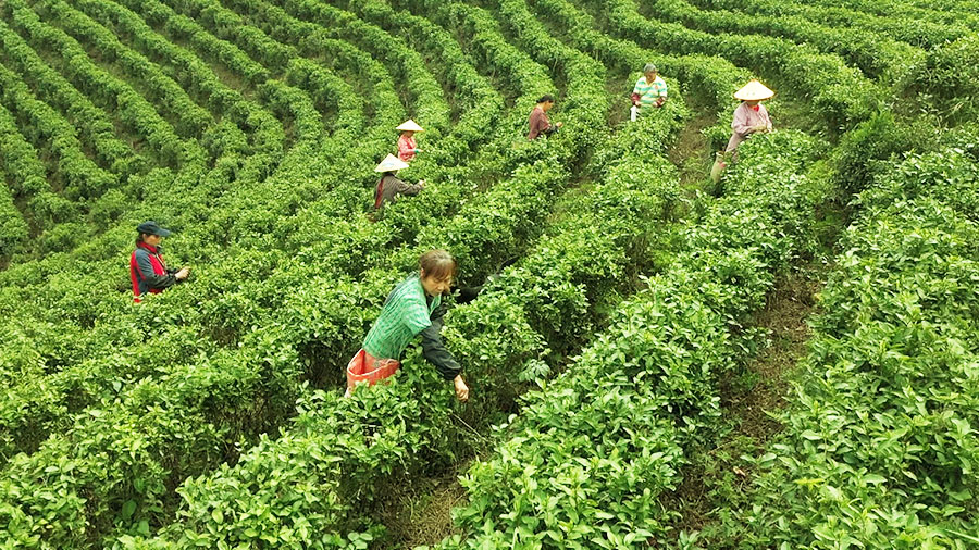 春風十里，春茶吐綠