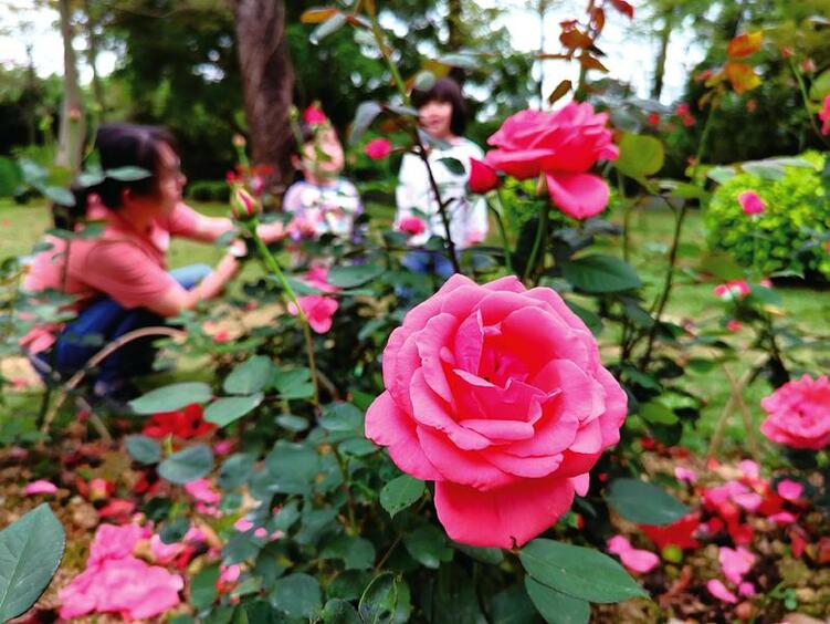 南湖公園1.7萬株月季花美麗綻放