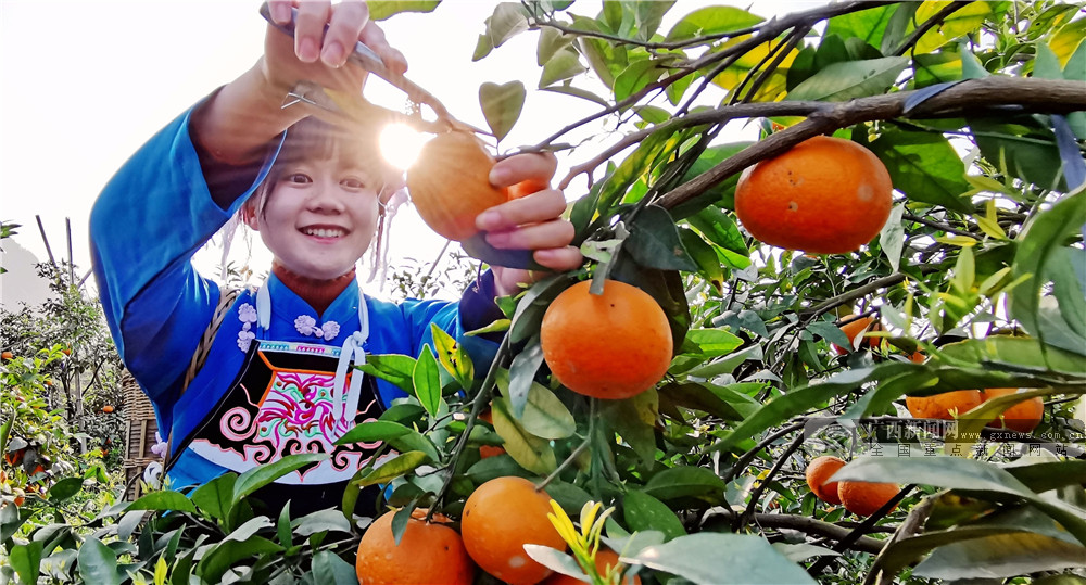 廣西南丹：種植黃金果 帶動鄉村遊