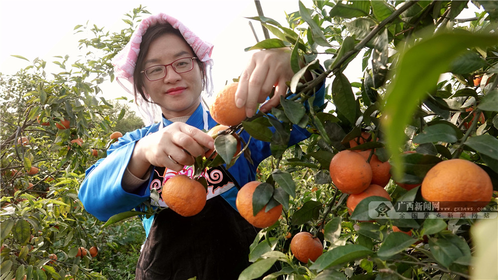 廣西南丹：種植黃金果 帶動鄉村遊