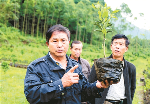 柳州：滿山翠綠待黃時