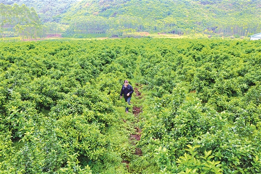 柳州：滿山翠綠待黃時