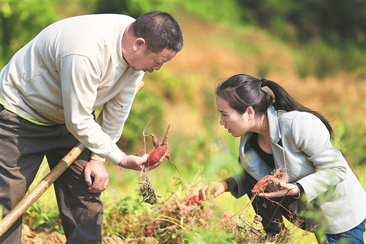 大苗山裏“紅薯妹”