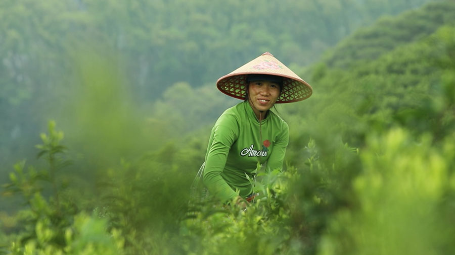 春風十里，春茶吐綠