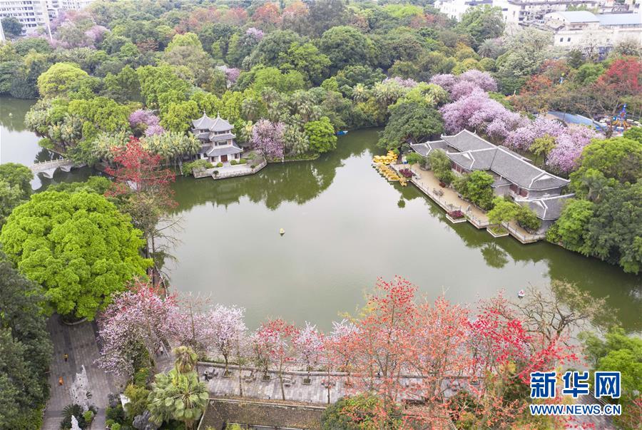 廣西柳州：“紫荊花城”春正濃