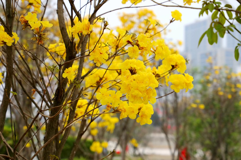 廣西貴港：踏青賞花正當時