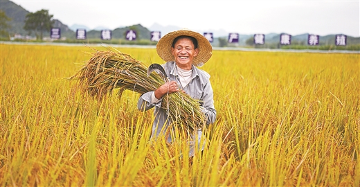 南寧：發展稻蝦産業 助力鄉村振興