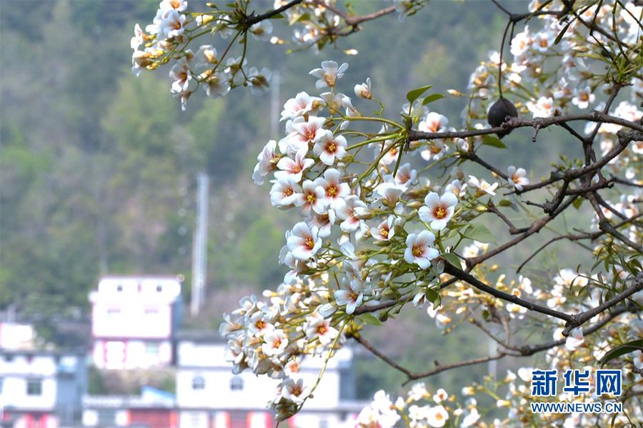 千樹萬樹桐花開 層層花海似流雲