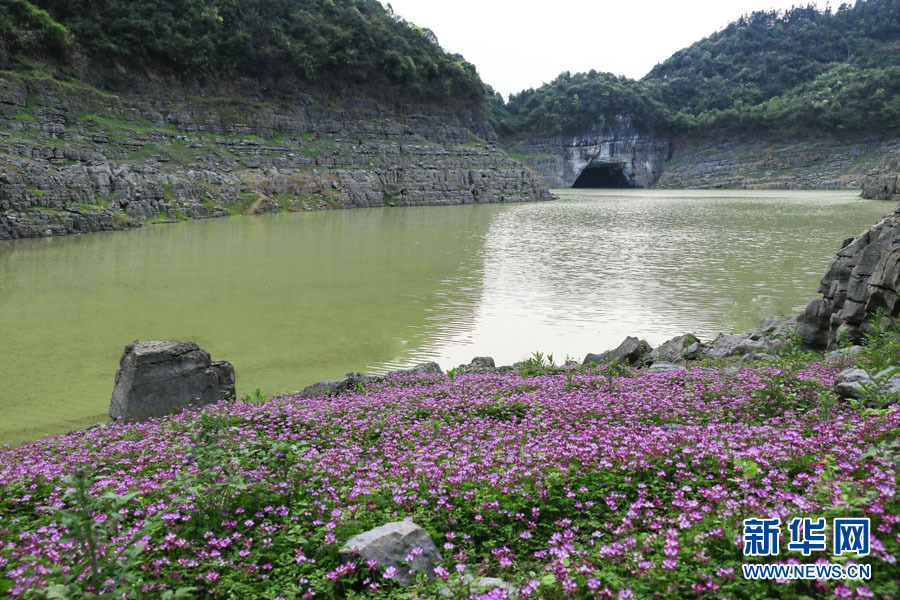 桂林：紫雲英花海美若仙境