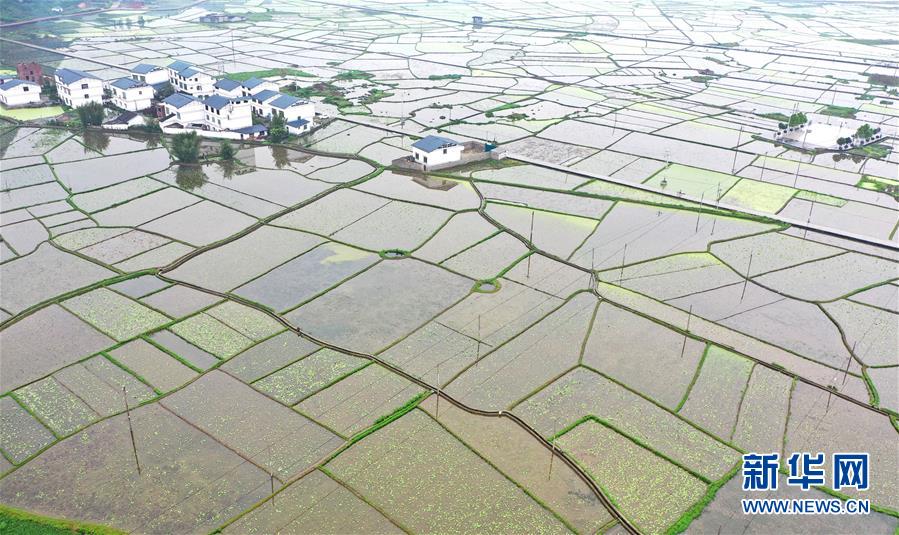 廣西柳江：萬畝藕田春景美